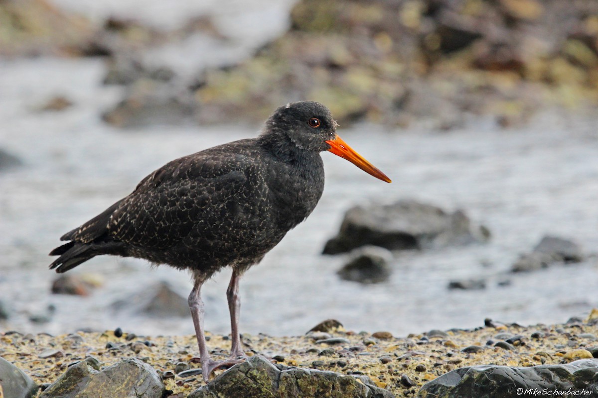 Variable Oystercatcher - Mike Schanbacher