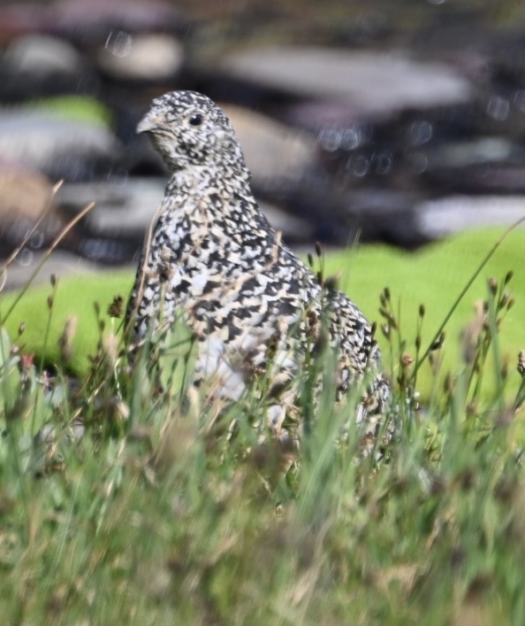 White-tailed Ptarmigan - ML597973721