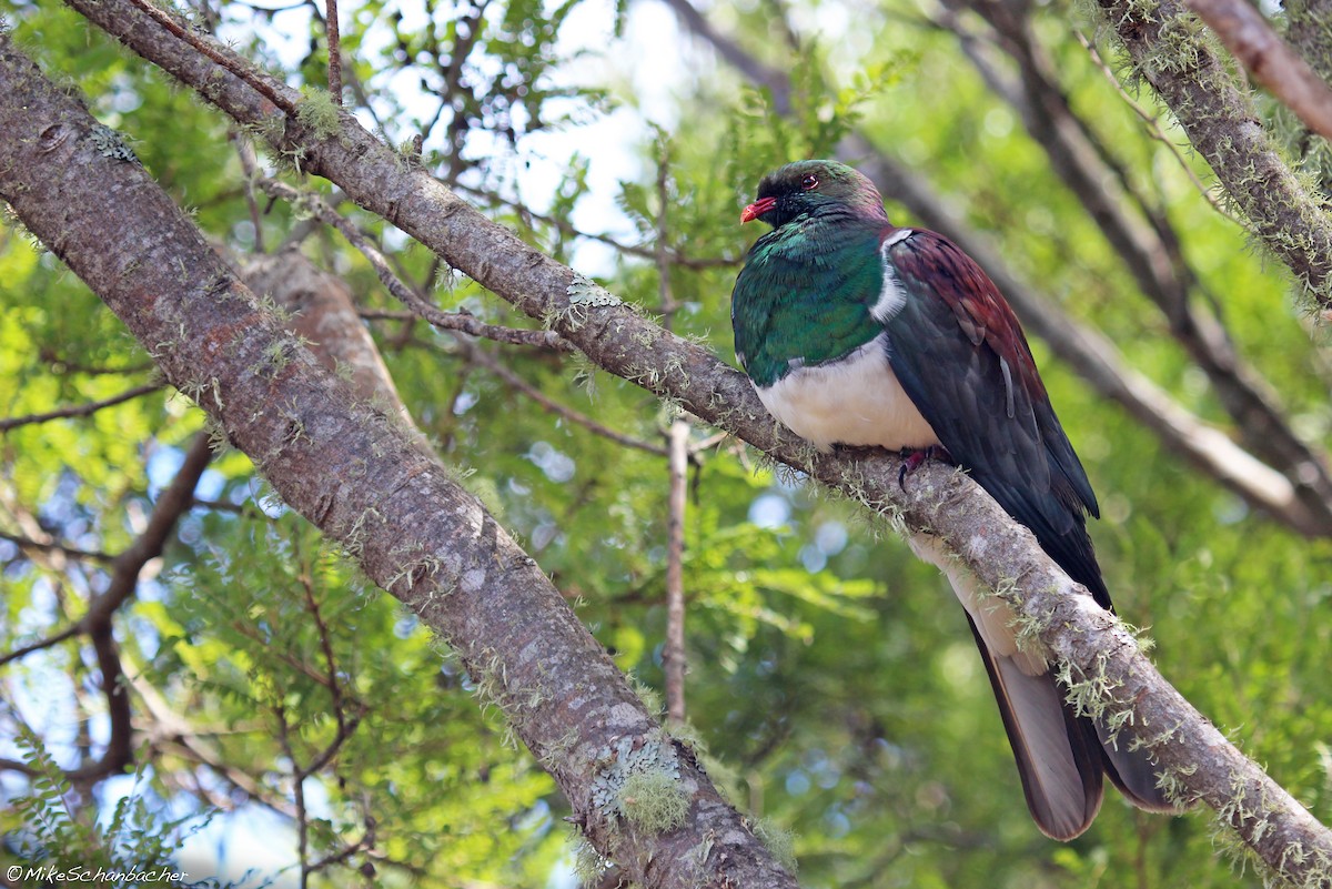 New Zealand Pigeon - Mike Schanbacher