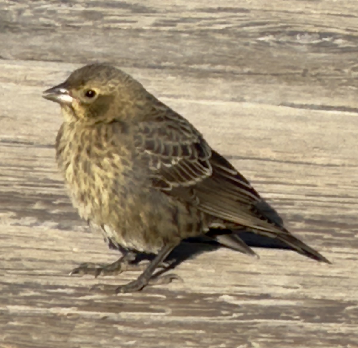 Brown-headed Cowbird - ML597974301