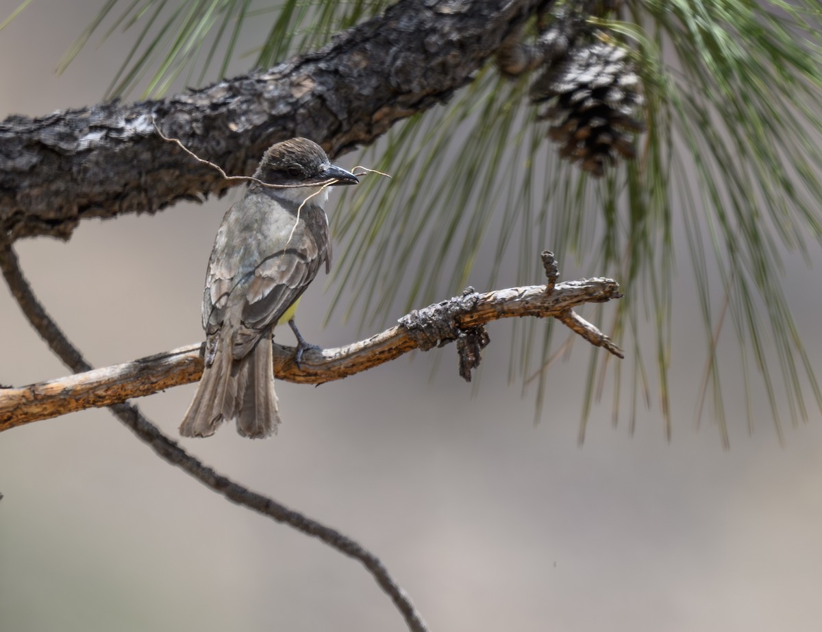 Thick-billed Kingbird - ML597975301