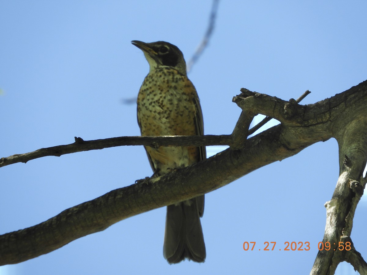 American Robin - ML597975831