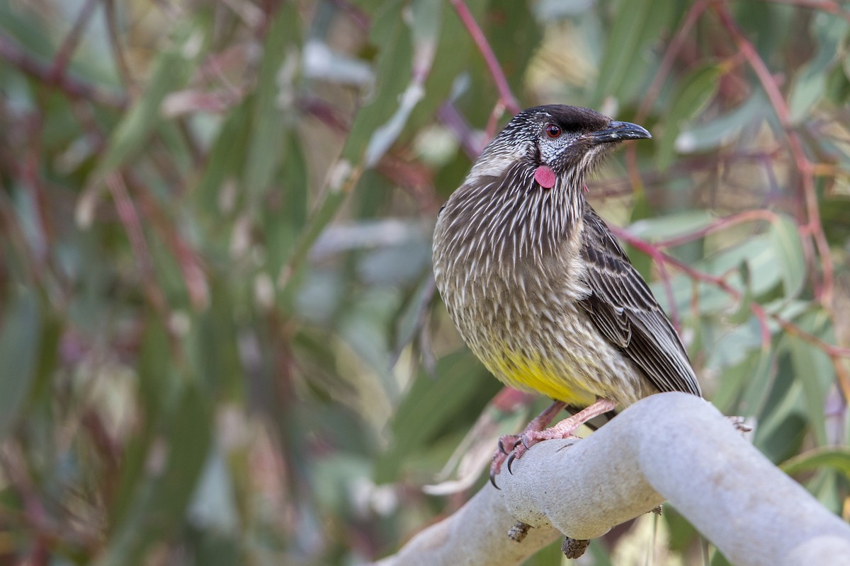 Red Wattlebird - ML597976271