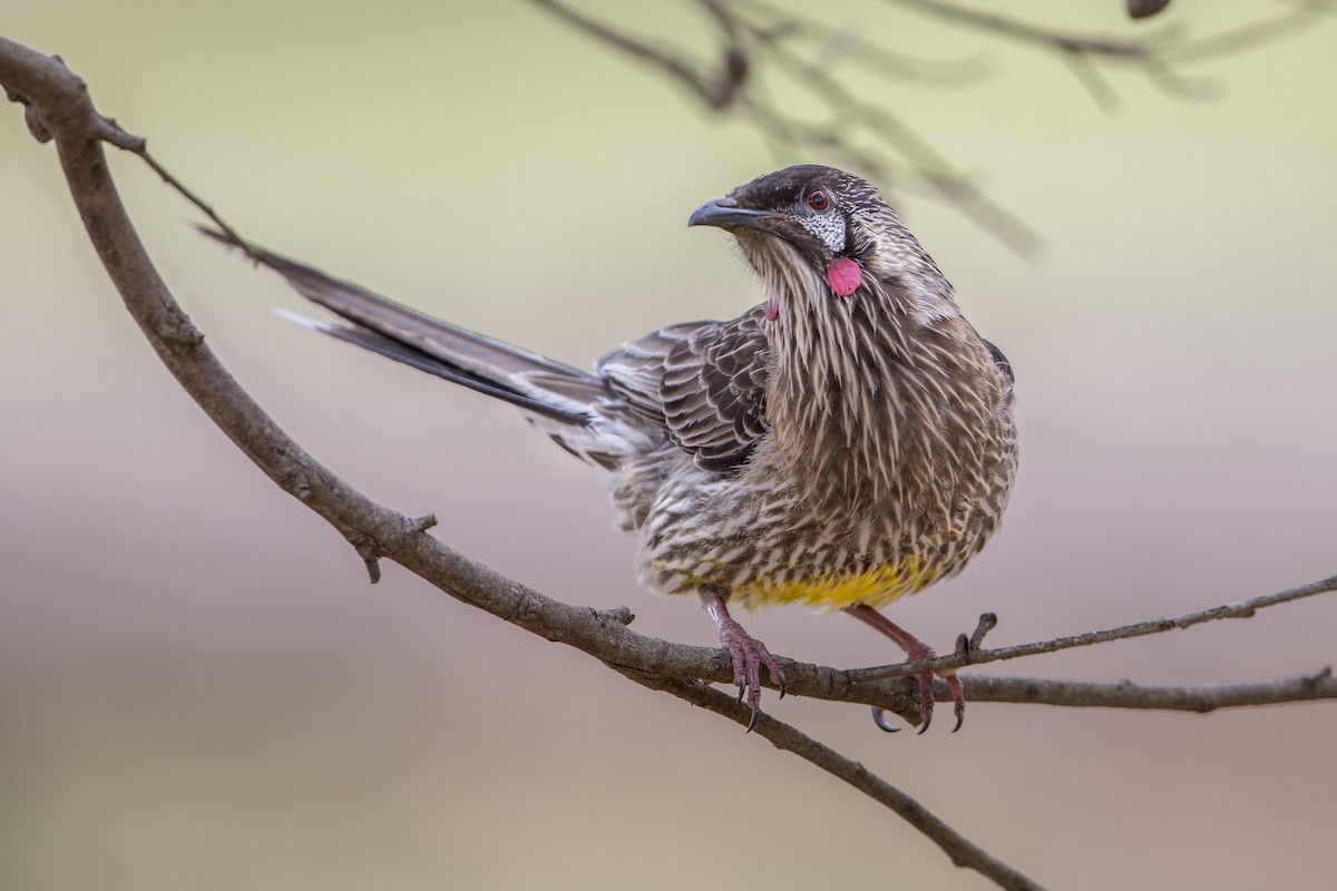 Red Wattlebird - ML597976281