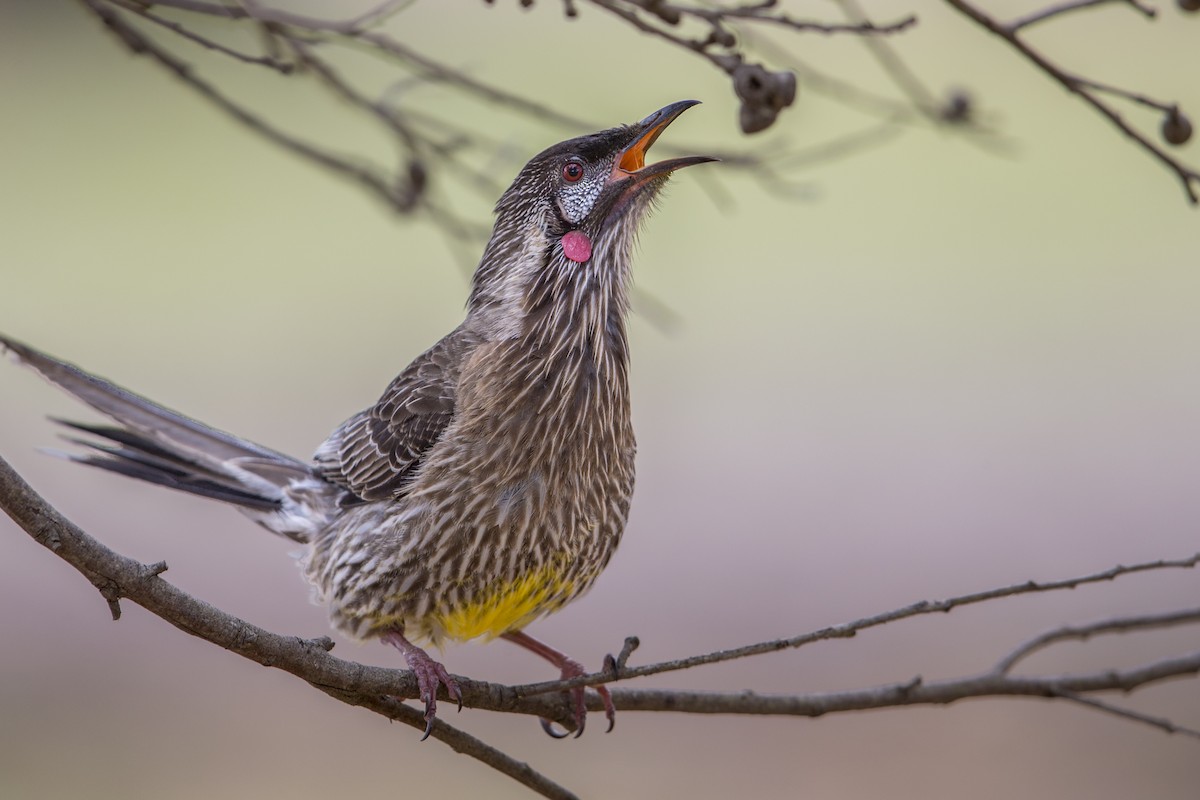 Red Wattlebird - ML597976291