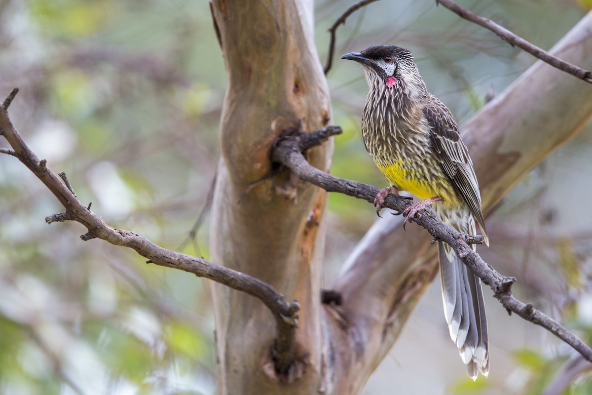 Red Wattlebird - ML597976321