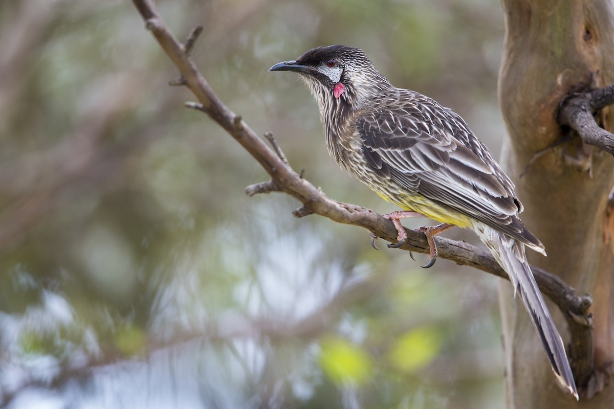 Red Wattlebird - ML597976331