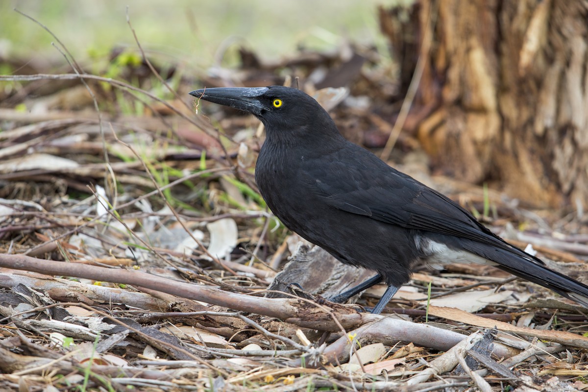 Gray Currawong (Kangaroo I.) - Michael Stubblefield