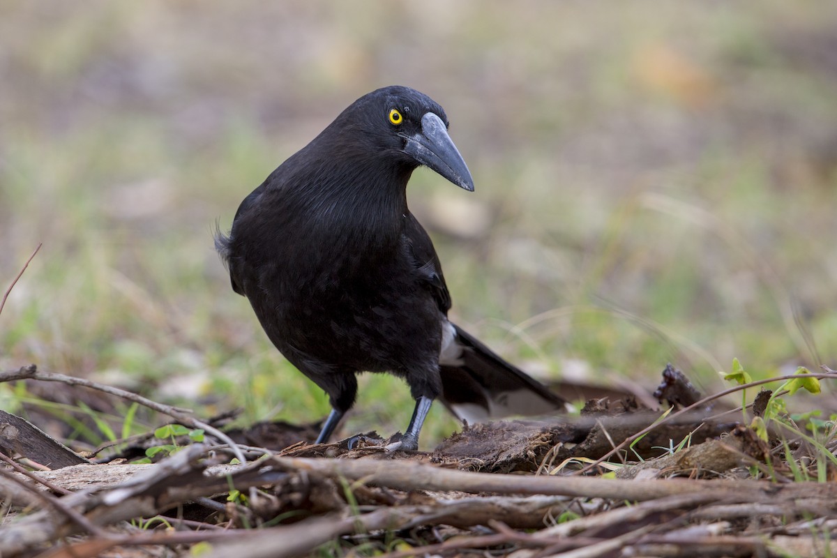 Gray Currawong (Kangaroo I.) - Michael Stubblefield