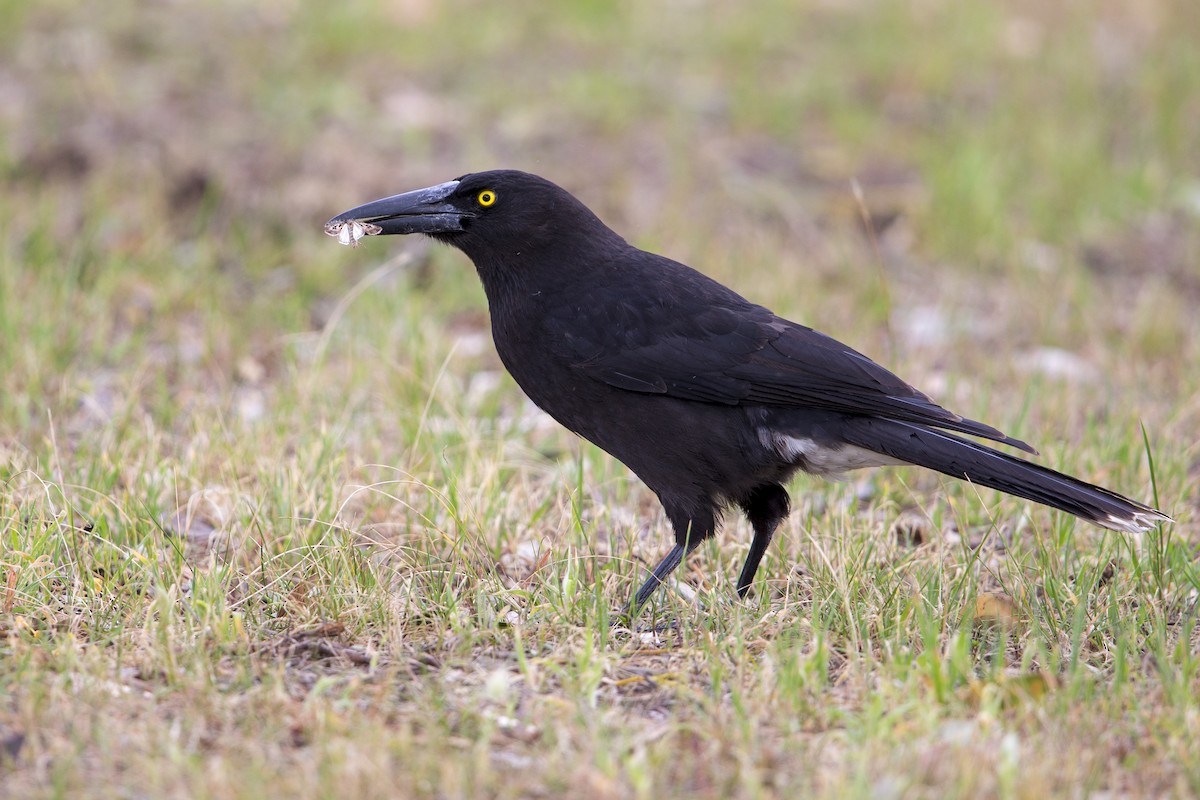 Gray Currawong (Kangaroo I.) - Michael Stubblefield