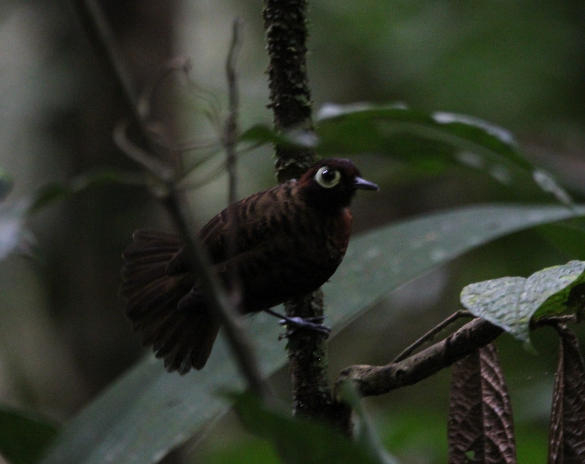 Harlequin Antbird - ML597976821