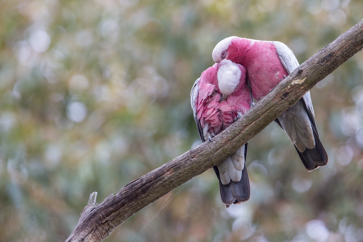 kakadu růžový - ML597976921