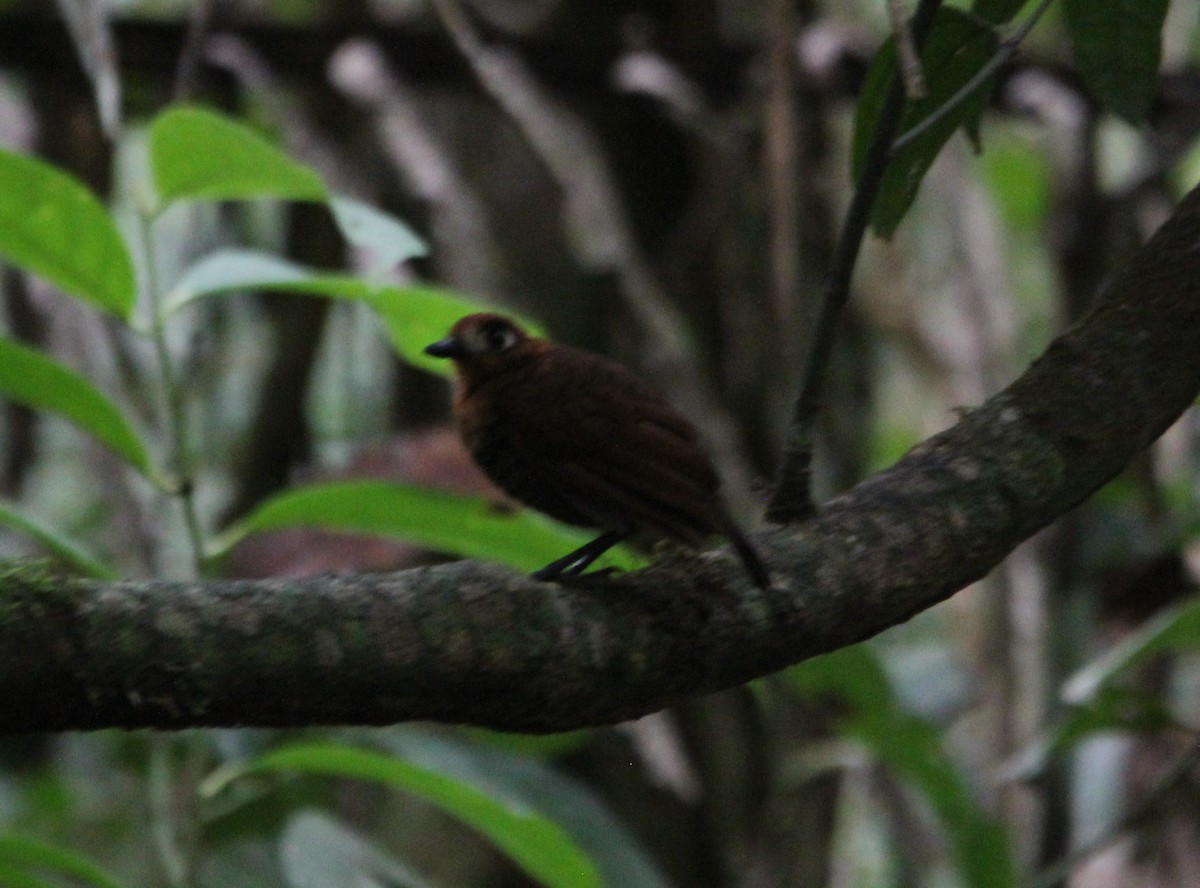 Weißstirn-Ameisenvogel - ML597977031