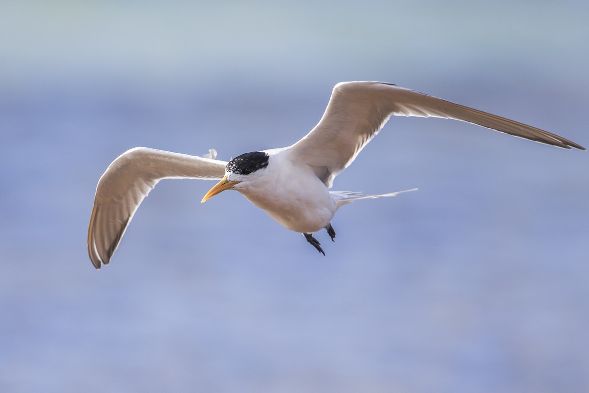 Great Crested Tern - Michael Stubblefield