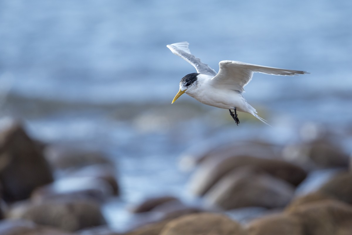 Great Crested Tern - Michael Stubblefield