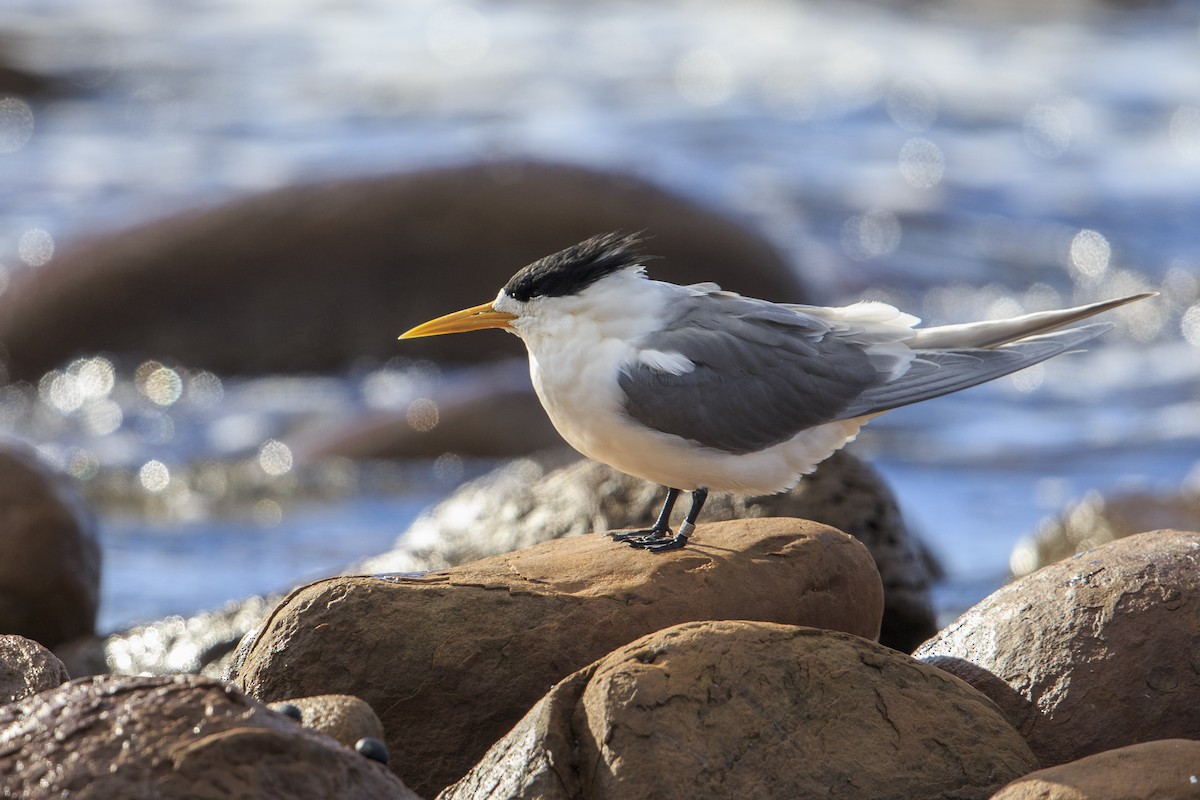 Great Crested Tern - ML597977321