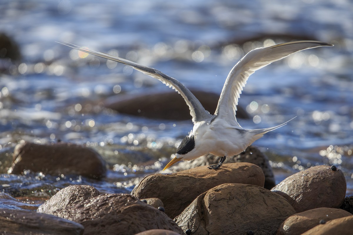 Great Crested Tern - Michael Stubblefield