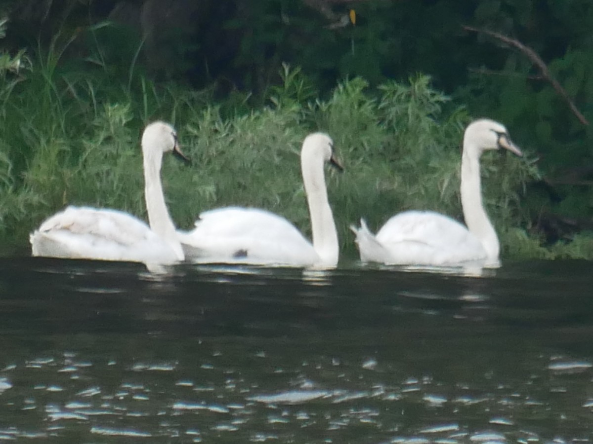 Mute Swan - ML597978381