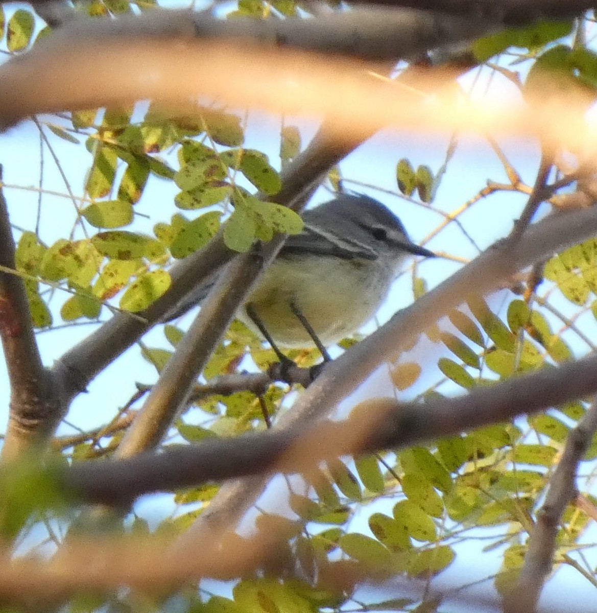 White-crested Tyrannulet - ML597978551