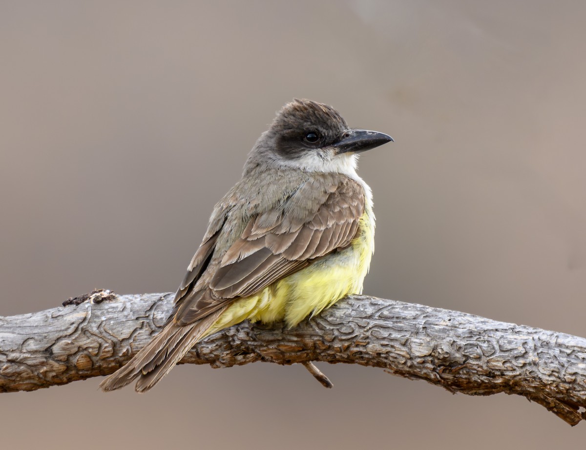 Thick-billed Kingbird - Cecilia Riley