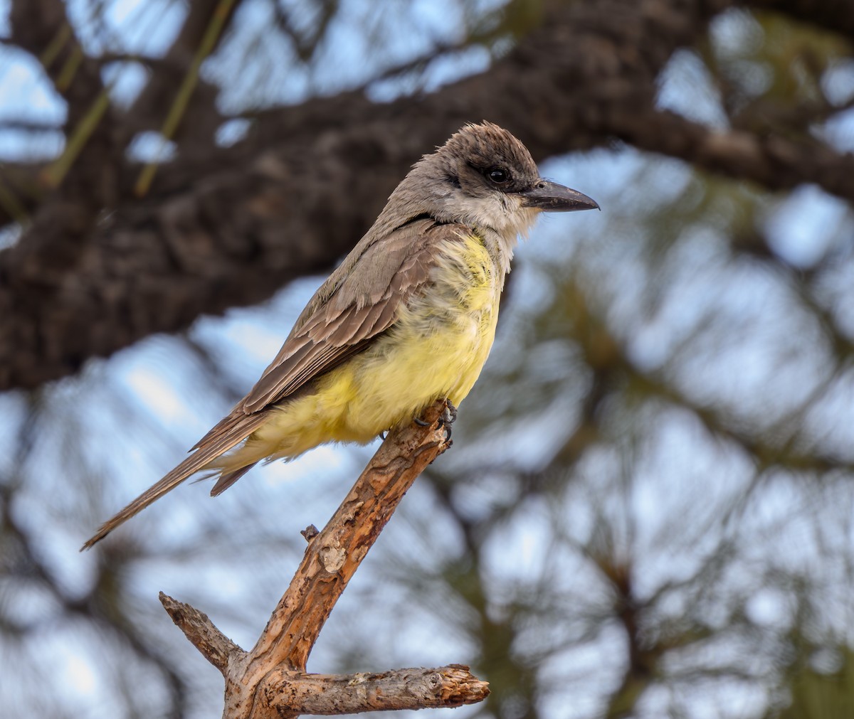 Thick-billed Kingbird - ML597978721