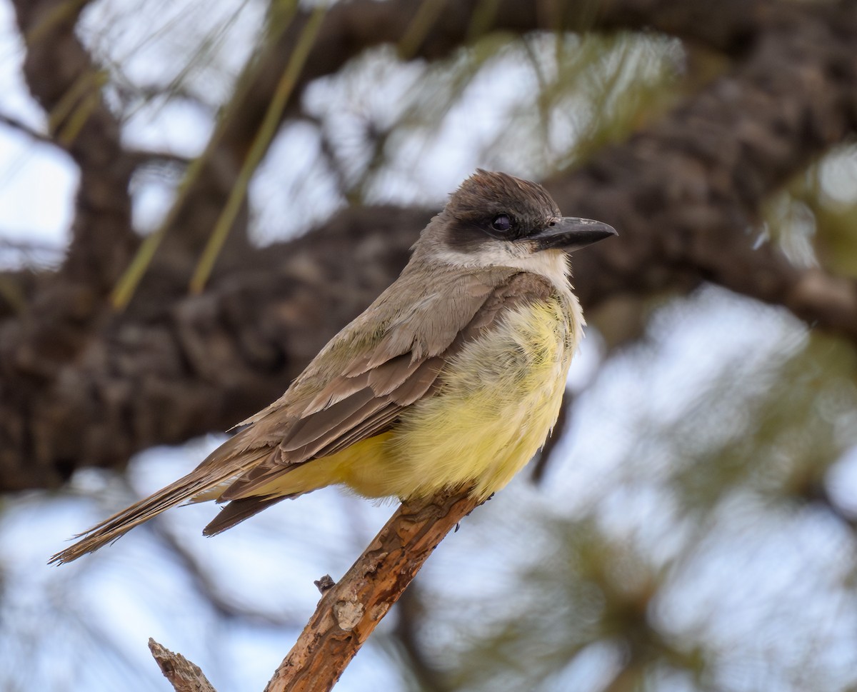 Thick-billed Kingbird - Cecilia Riley