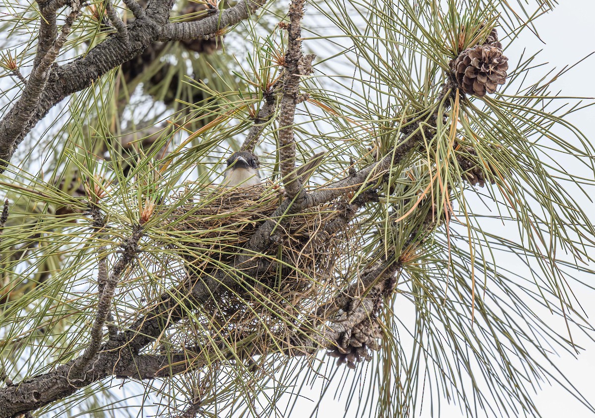 Thick-billed Kingbird - ML597978741