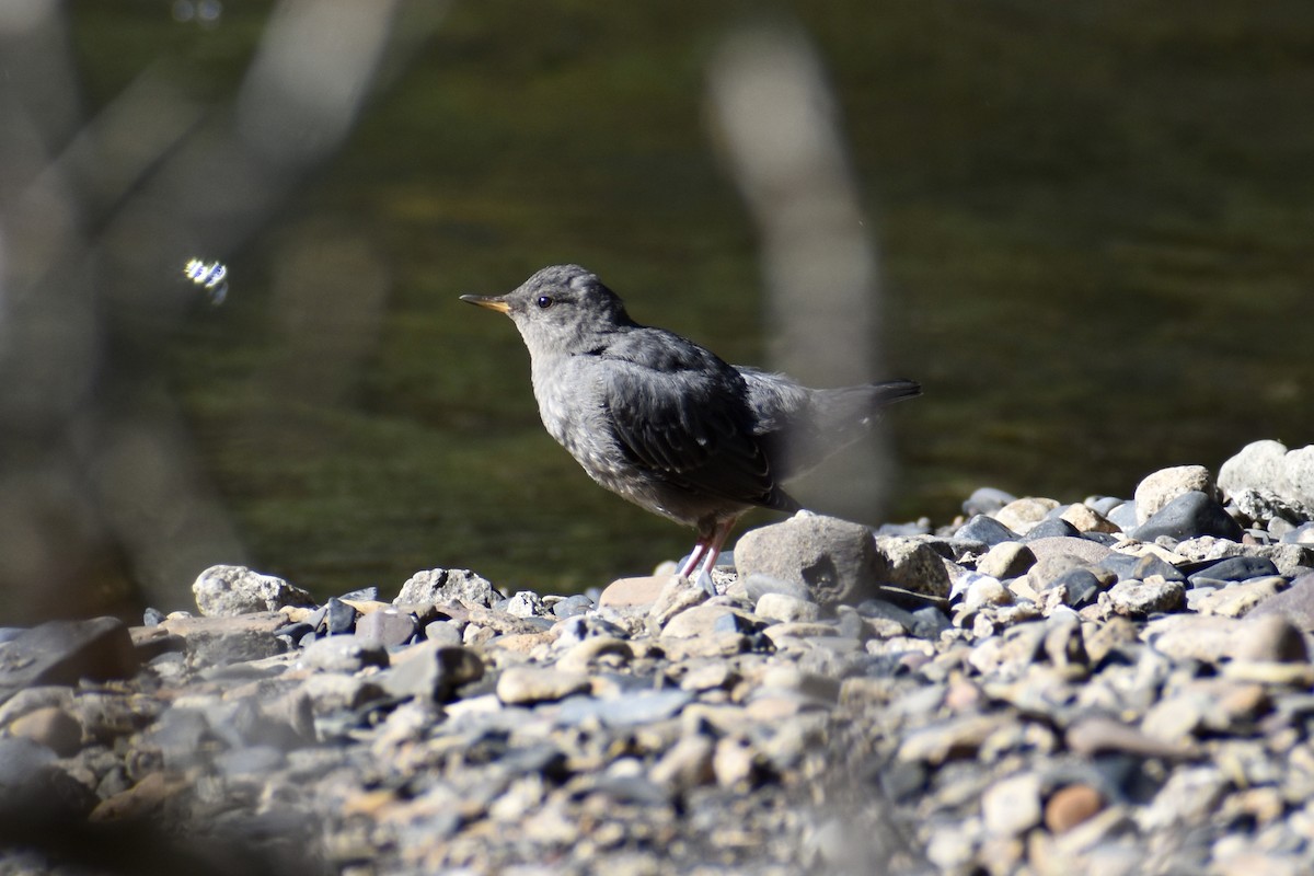 American Dipper - ML597978811