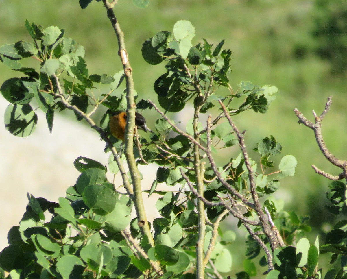 Black-headed Grosbeak - ML597981041