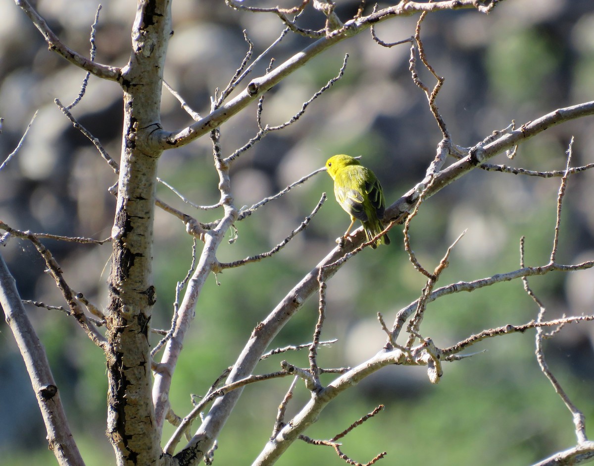 Yellow Warbler - ML597981231