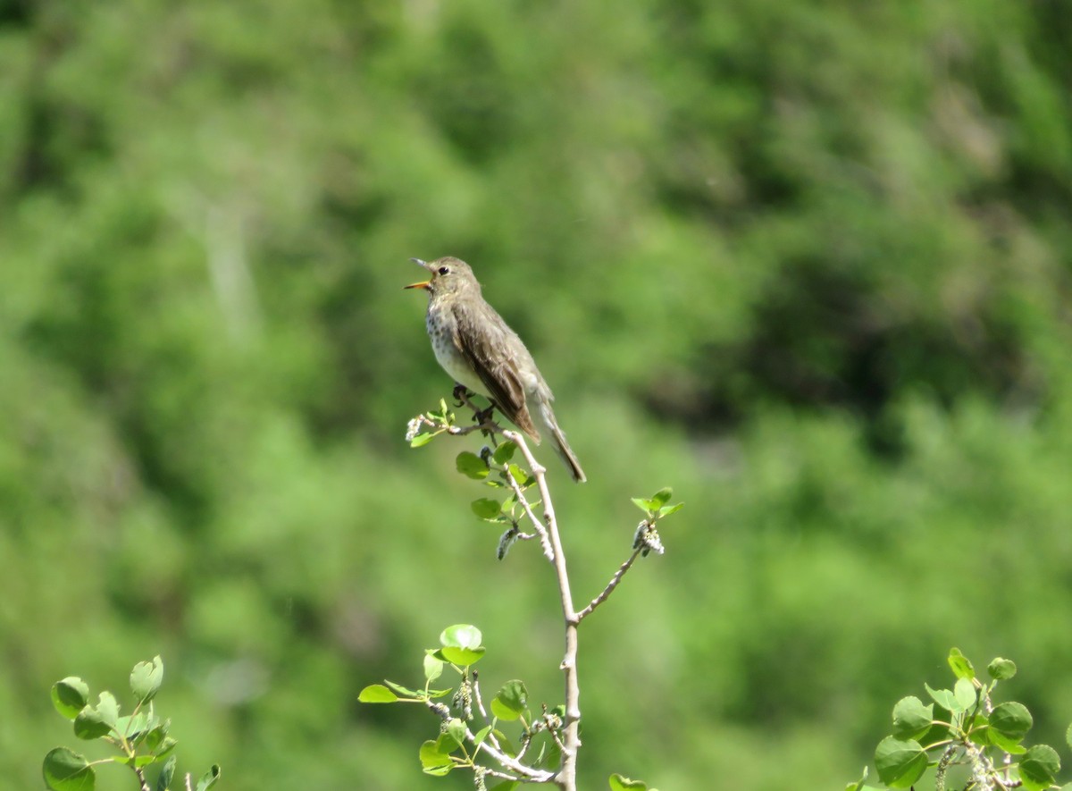 Swainson's Thrush - ML597981281