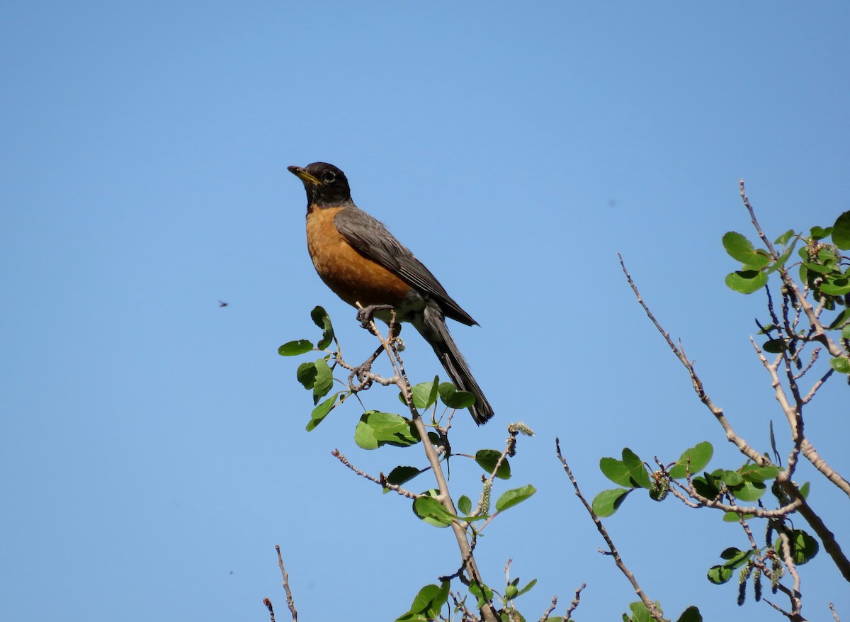 American Robin - ML597981291