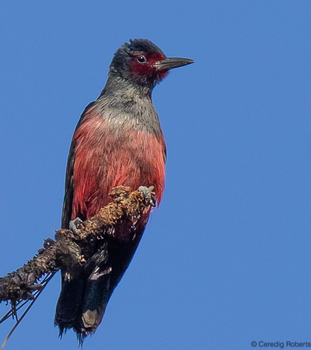 Lewis's Woodpecker - Ceredig  Roberts