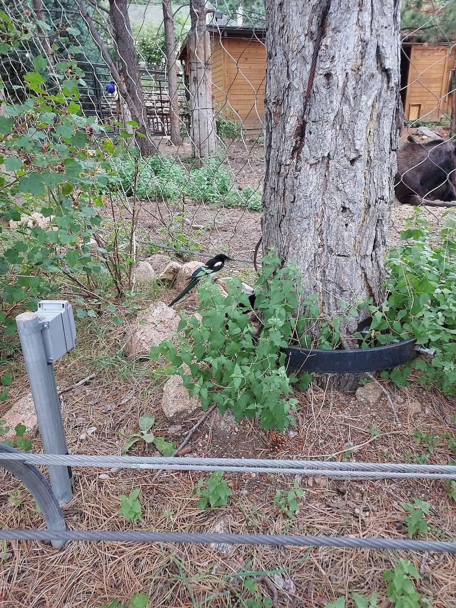 Black-billed Magpie - ML597982041