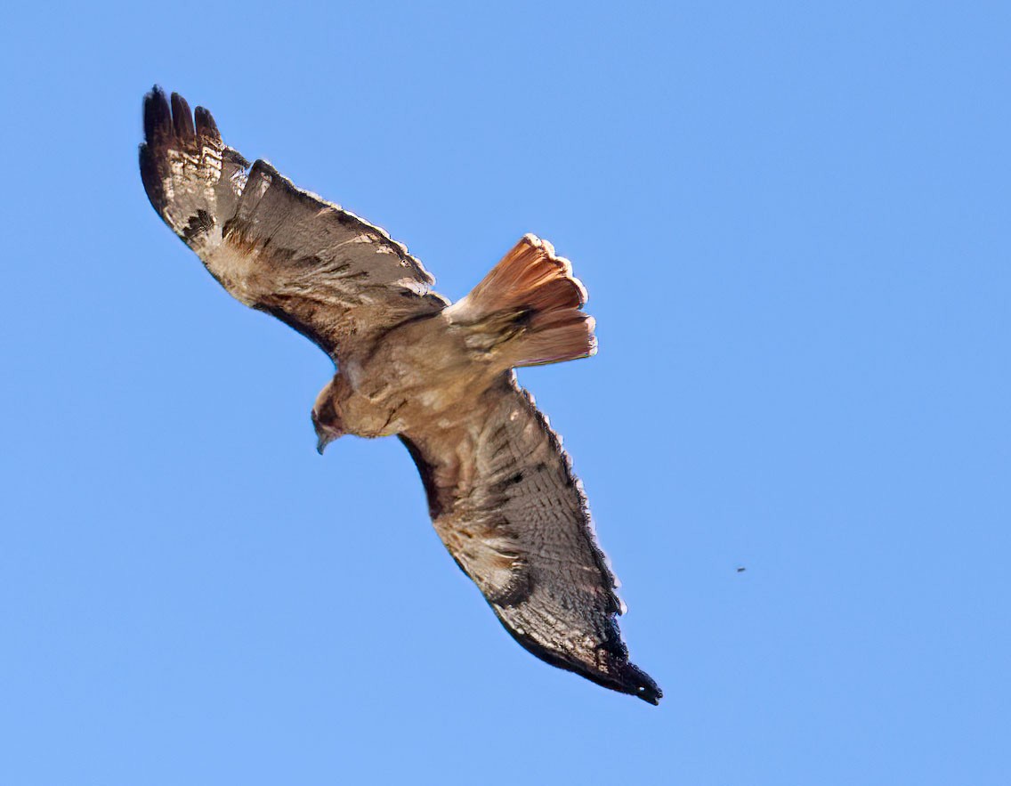 Red-tailed Hawk - ML597983661
