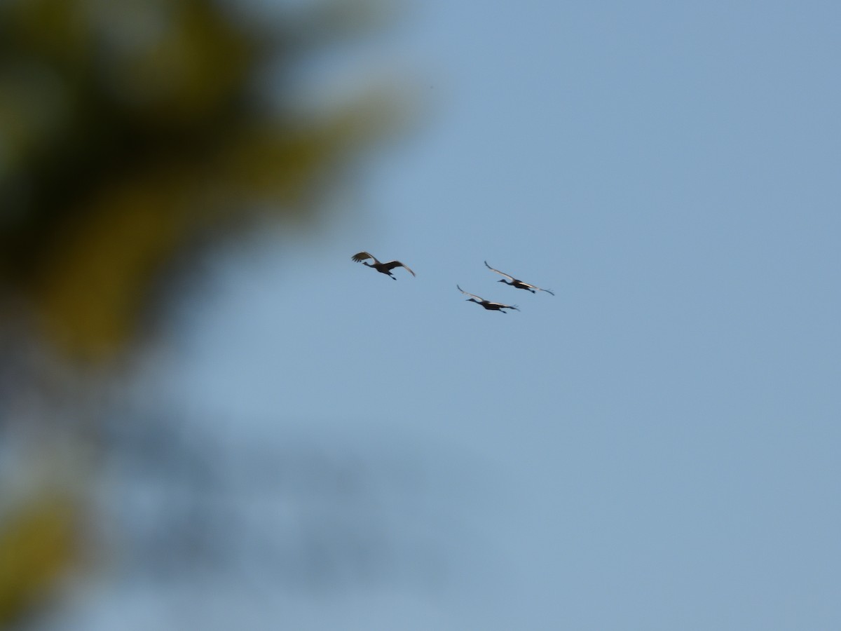 Sandhill Crane - ML597983921