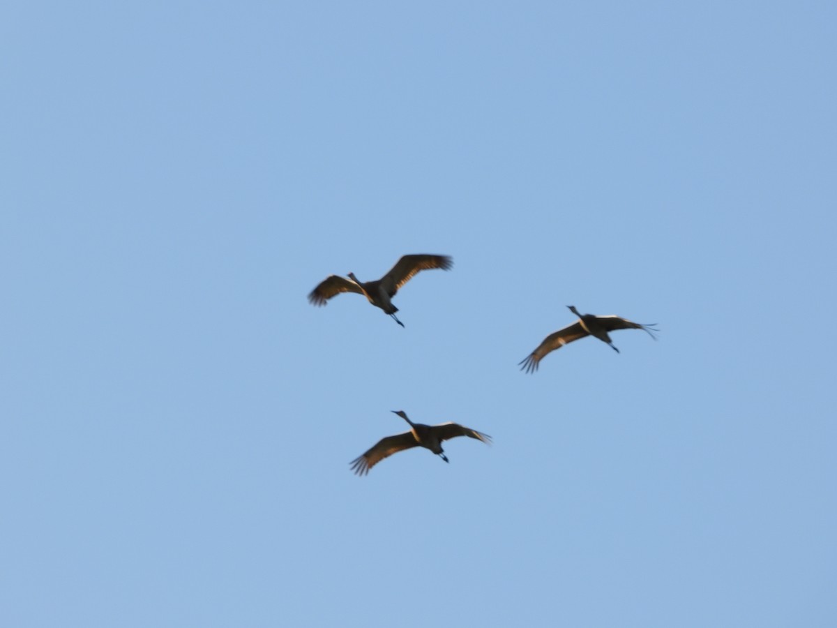 Sandhill Crane - ML597983931