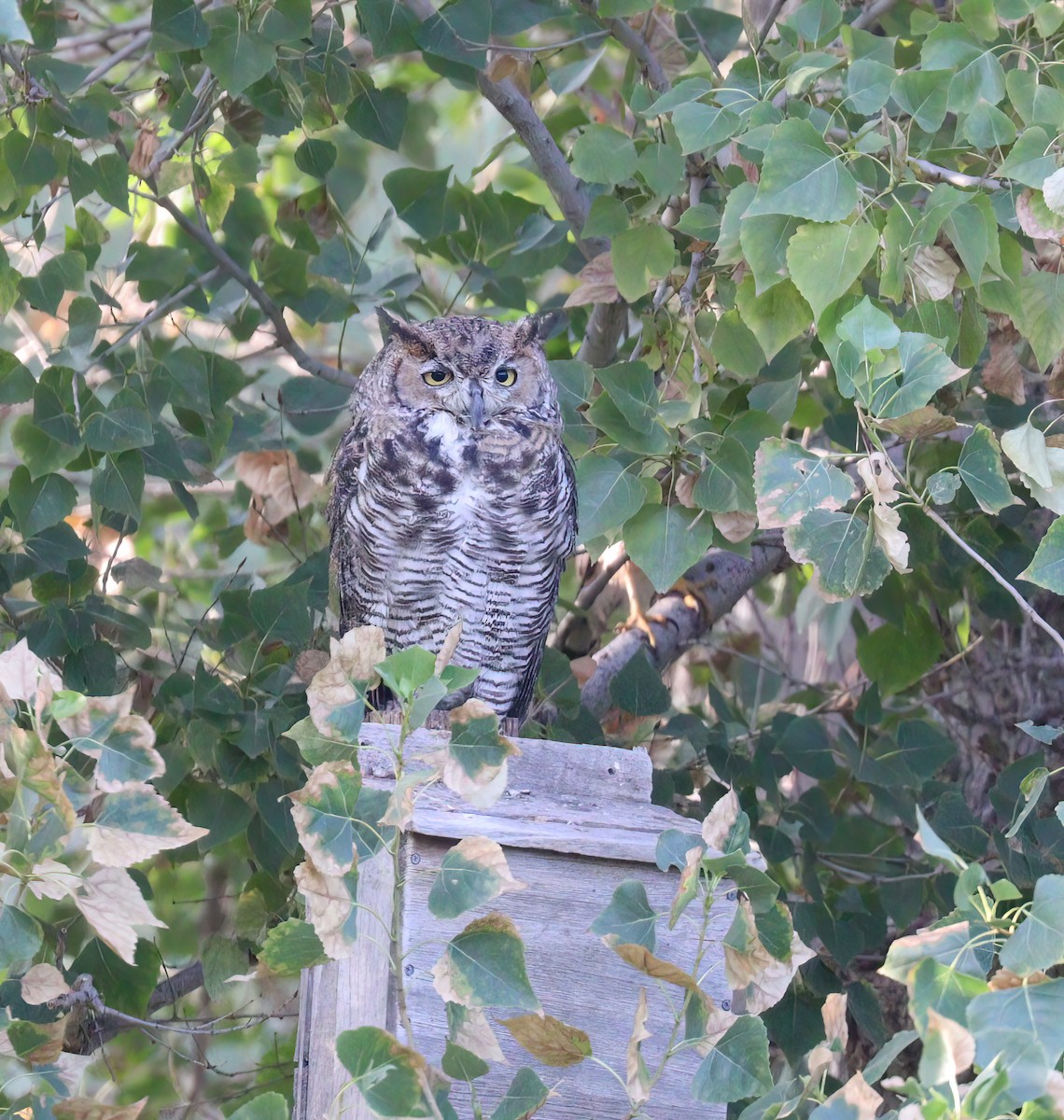 Great Horned Owl - ML597984191