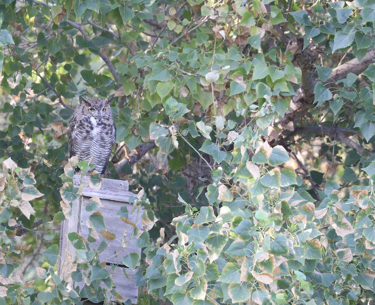 Great Horned Owl - ML597984201
