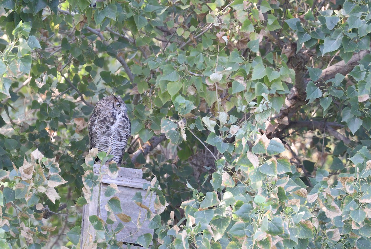 Great Horned Owl - ML597984211