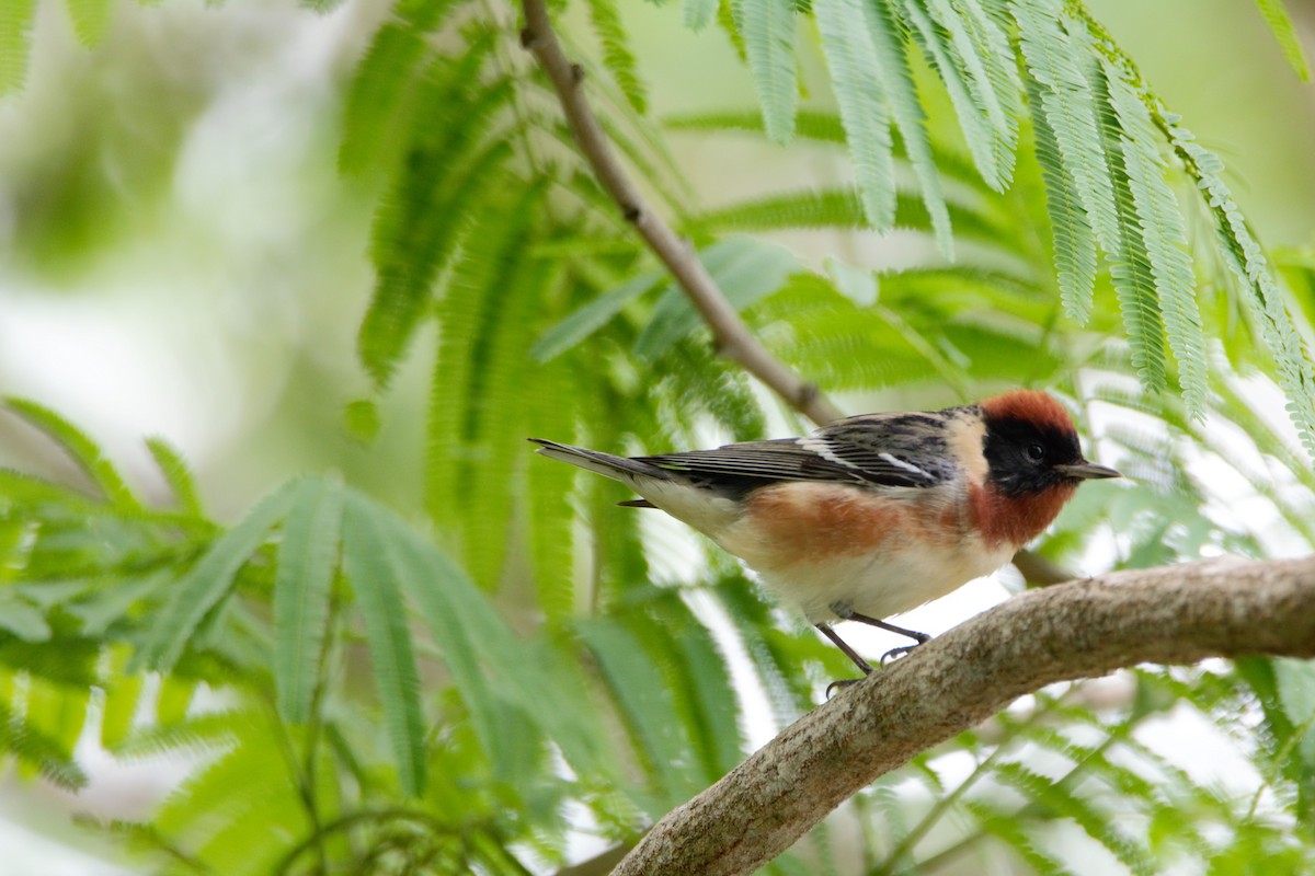 lesňáček kaštanový - ML59798461