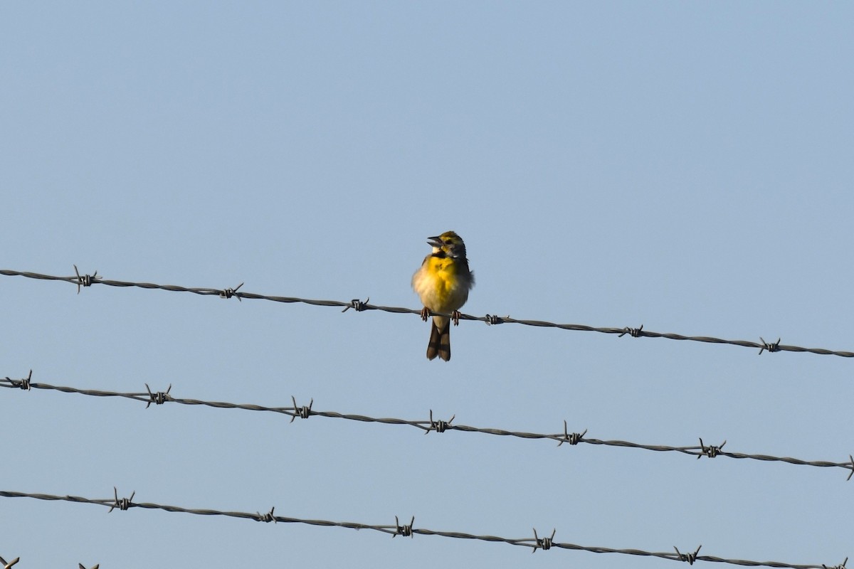 Dickcissel - ML597984791