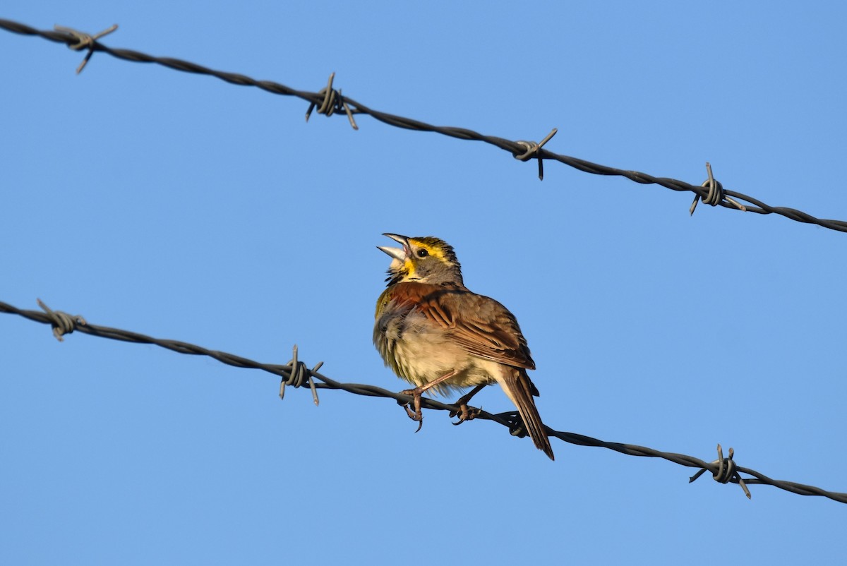 Dickcissel - ML597984801