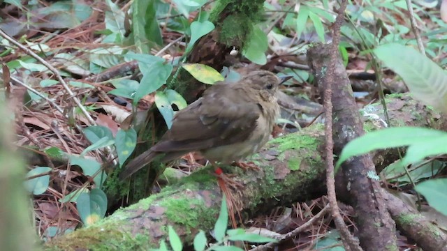 Black Thrush - ML597984941