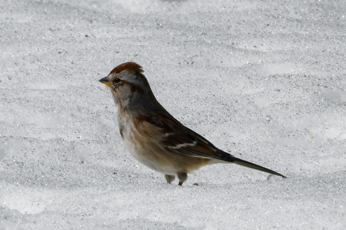 American Tree Sparrow - ML597985681