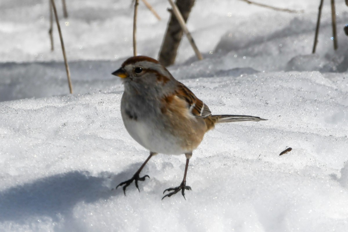 American Tree Sparrow - ML597985711