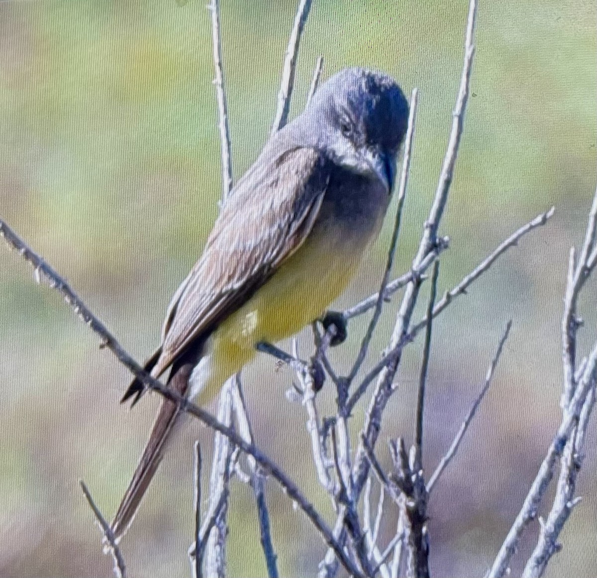 Cassin's Kingbird - ML597986341