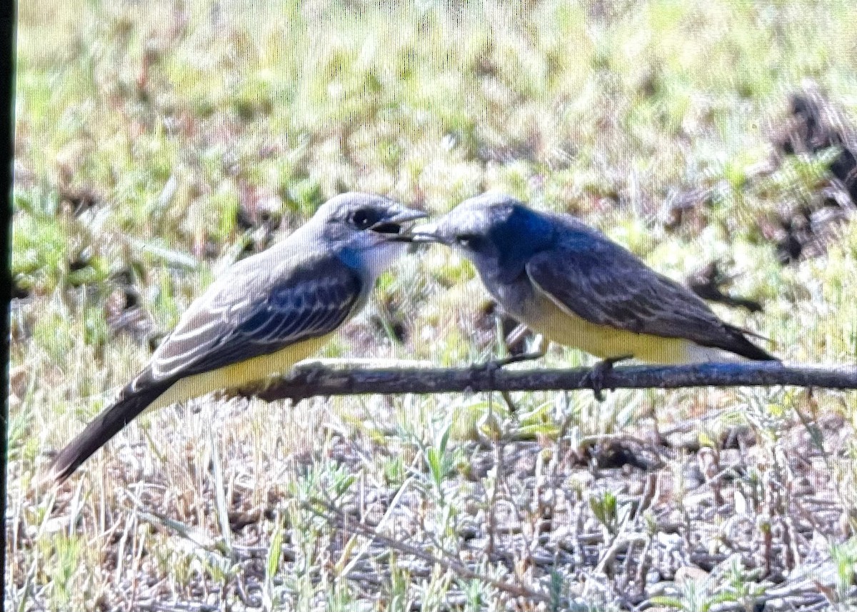 Cassin's Kingbird - ML597986351