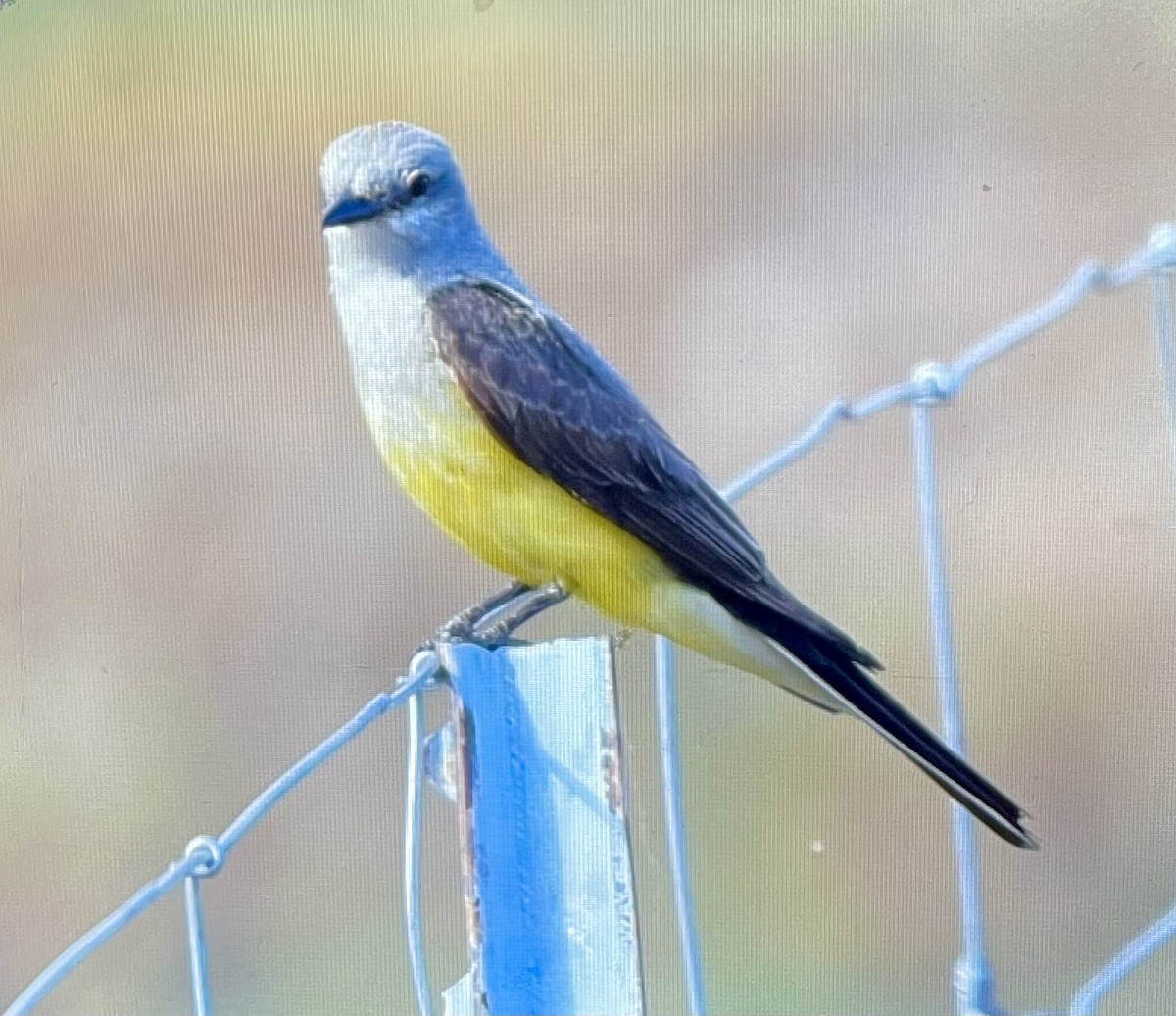 Western Kingbird - ML597986421