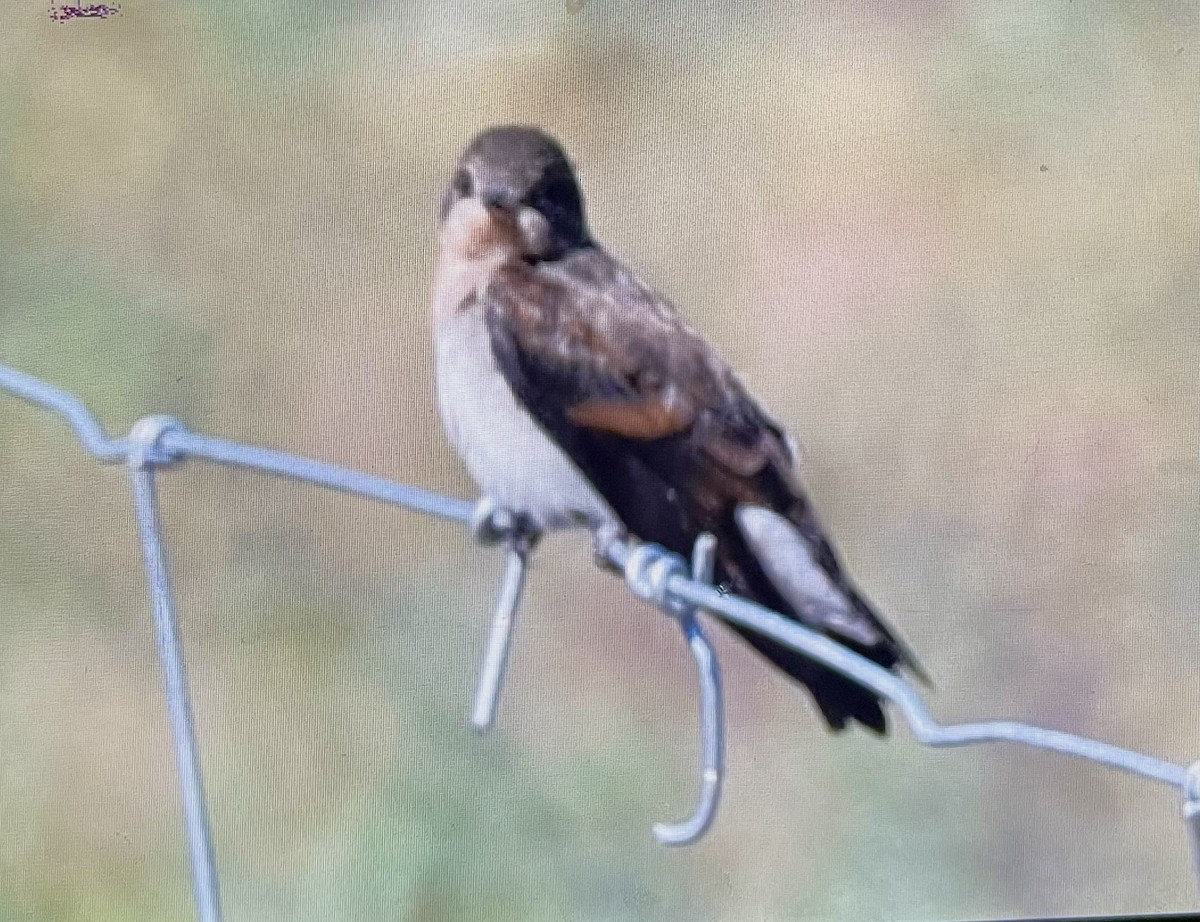 Northern Rough-winged Swallow - ML597986521